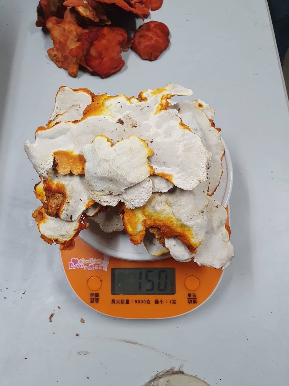 白樟芝（子實體）泡茶養生用 每台兩：37.5克